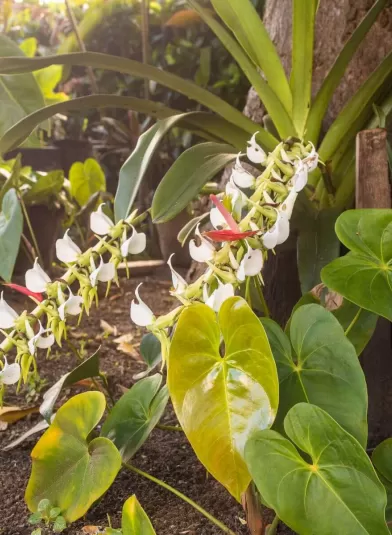 soaland_orchids_ndeg5.jpg