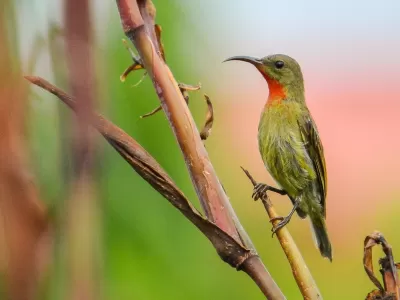 bird_sakatia.jpg