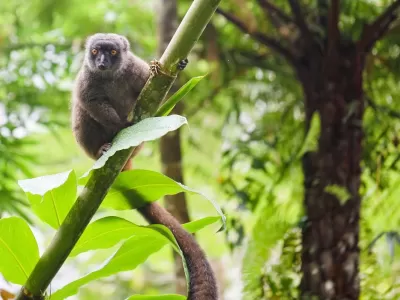 faune_lemur_bamboo.jpg