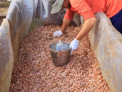 fermentation_feve.jpg
