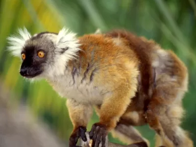 macaco.jpg