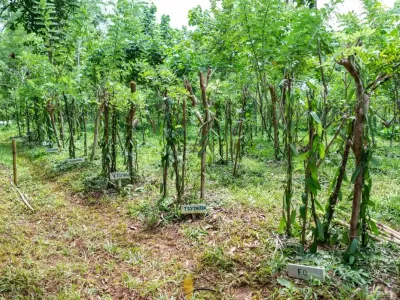 mbo_plantation.jpg
