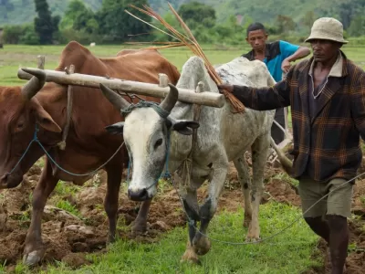 zebu.jpg