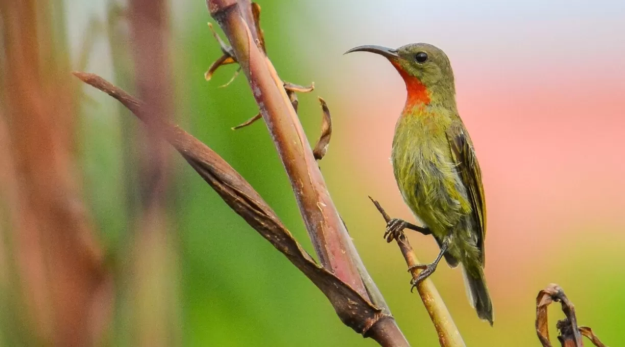 bird_sakatia.jpg