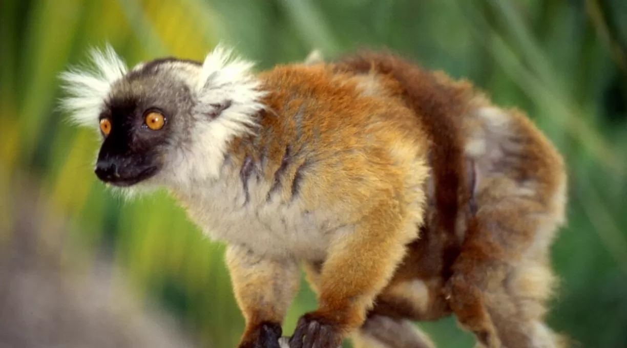 macaco.jpg
