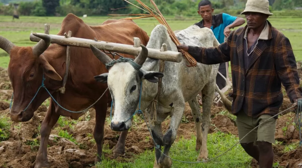 zebu.jpg